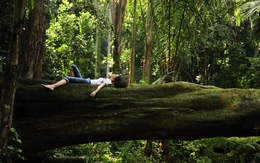 Bí mật của “liệu pháp xanh” đang lan tỏa toàn cầu: Chữa lành con người và hồi sinh mẹ thiên nhiên