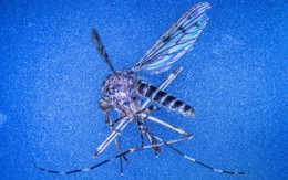 Lần đầu tiên trong lịch sử: Muỗi "đổ bộ" Iceland gây chấn động quốc đảo băng giá