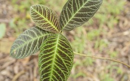 Bí mật cách trồng loài dược liệu quý ở Lào Cai, giúp người dân “hái ra tiền” mỗi năm