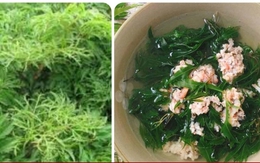 Bài thuốc chữa bệnh từ cây đinh lăng