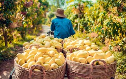 Một loại quả bất ngờ tăng giá gấp đôi, nông dân “hái vàng”, thu tiền triệu mỗi công