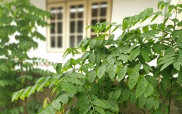 Tưởng thịt bò là “vua” sắt, hóa ra vẫn thua loại rau người Việt trồng đầy góc vườn: Hạ huyết áp, giải độc