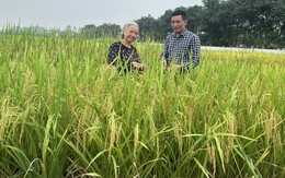 Ai là người tạo ra giống lúa Việt Nam đang “gây bão” ở Cuba?