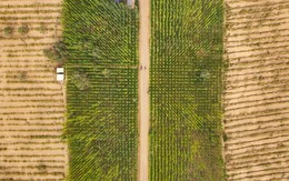 Tân Cương (Trung Quốc): Sa mạc cằn cỗi trở thành 'lá phổi xanh'