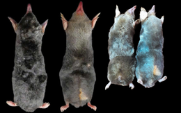 Bí ẩn loài động vật chưa từng ghi nhận trên thế giới bỗng xuất hiện tại một khu rừng ở Thanh Hóa