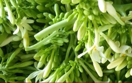 Cách ngâm hoa đu đủ đực với mật ong để trị ho, viêm họng