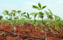 Giá giảm 1/3, Trung Quốc tăng mạnh ‘bắt đáy’ một mặt hàng từ Việt Nam: Xuất khẩu gần cán mốc 1 tỷ USD, nước ta cùng Thái Lan cạnh tranh ngôi vương của thế giới