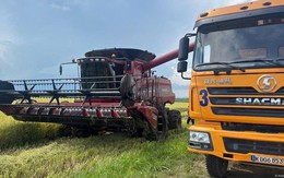 Giống lúa CT16 “Made in Việt Nam” đang gây bão tại Cuba: Vì sao được lựa chọn trồng?