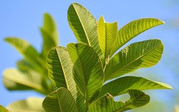 Loại lá dân dã là "khắc tinh" của tiểu đường và mỡ máu cao: Rất sẵn ở Việt Nam nhưng còn bị bỏ phí