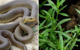 5 cây gọi rắn vào nhà