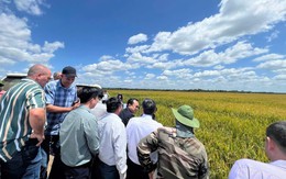 “Bí mật” tại Cuba giúp giống lúa Việt Nam "gây bão": Khiến giới nông nghiệp Cuba ngỡ ngàng