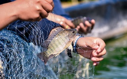 Loài “cá rẻ tiền” tại Việt Nam bỗng trở thành “cá tỷ đô” được Mỹ săn đón