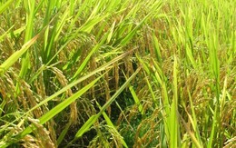 Giống lúa Việt Nam đang “gây bão” ở Cuba: Giải mã hành trình thành công, nhân rộng ở quê nhà