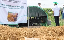 Xử lý rơm rạ sau thu hoạch để giảm ô nhiễm, phát triển nông nghiệp xanh