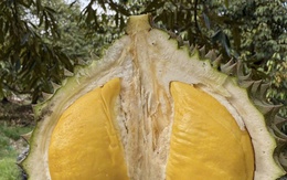 Quê hương của Musang King nhập khẩu sầu riêng Việt Nam để tiêu thụ nội địa