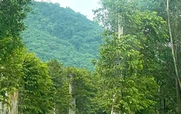 Buộc thôi việc Chi cục trưởng Chi cục Kiểm lâm tỉnh Gia Lai