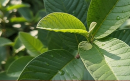 Loại lá rẻ tiền ở Việt Nam giúp hạ đường huyết, trị mụn, bảo vệ gan