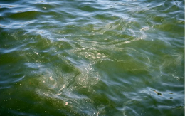 Cảnh báo nguy cơ từ thủy ngân trong đại dương