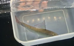 Trong lòng sông Nam Bộ ẩn giấu ‘kho báu’: Loài cá có thể "bay", đang dần cạn kiệt