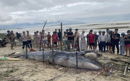 Cá ông dạt vào bờ biển là điềm tốt hay xấu? Ngư dân 40 năm đưa ra giải thích