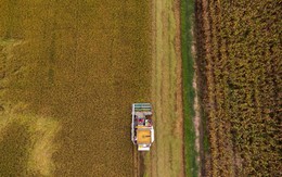 Lúa Việt "giống xịn, lãi cao" làm mưa làm gió, dân Thái Lan ồ ạt trồng: Báo động gạo Thái "tuyệt chủng"?