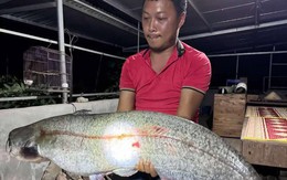 Sự thật vụ người dân câu được cá lạ 32 kg ở sông Hồng, chủ quán trả giá 10 triệu đồng