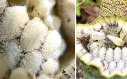 Loại quả nhìn như tổ ong, phải chờ 7 năm mới được ăn: Nhà giàu trồng làm cảnh, TikToker dùng để... mukbang