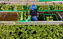 Việt Nam sở hữu “trái cây hạnh phúc” hút mạnh thị trường Trung Quốc, Nhật Bản: Hàng loạt lợi ích bất ngờ