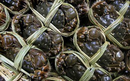 Cua ghẹ Việt đổi dòng chảy: Mỹ tiêu thụ chậm, một thị trường quan trọng khác lại bứt tốc