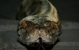 Loài rắn dài nhất thế giới, Việt Nam cũng có: Từng ghi nhận cá thể đạt gần 10 mét