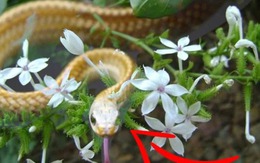 5 cây hoa dụ rắn vào nhà