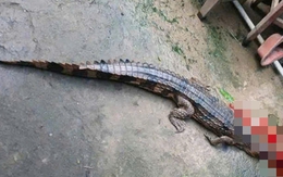 Vụ cá sấu sổng chuồng cắn thầy giáo ở Tây Ninh: Lời khai bất ngờ từ người nuôi