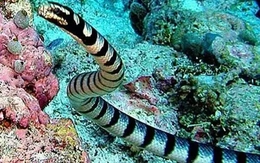 Loài rắn độc nhất thế giới, vài miligram nọc giết hàng nghìn người