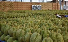 Đối thủ sầu riêng của Việt Nam, Thái Lan tăng tốc tại thị trường châu Âu, Mỹ: xuất khẩu gấp 3 lần, Trung Quốc vẫn là 'mỏ vàng' lớn nhất