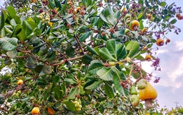 Trung Quốc chi hơn 3,7 tỷ USD để nhập một đặc sản của Việt Nam, nhiều nước Á – Âu cũng “tranh mua”