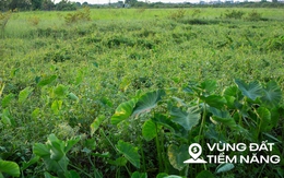 Thay bạn đi xem khu đất sẽ xây dự án nhà ở xã hội lớn nhất Thủ đô: Dự kiến sẽ có gần 7.000 căn hộ, sát công viên 100 ha của Sun Group