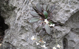 “Viên ngọc” quý thế giới chỉ Việt Nam có, nguy cơ tuyệt chủng trong tự nhiên