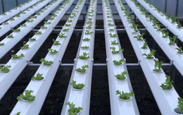 Biến đất khô cằn thành ‘vàng xanh’, một người dân Gia Lai thu 20 tỷ mỗi năm từ trồng loại rau này