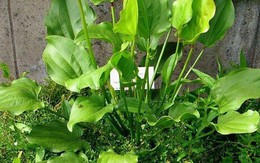 Trồng 1 trong 5 loại cây này, mệnh Thủy như có "lá bùa phong thủy" giữ của, hút lộc về nhà