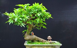 Loại cây là biểu tượng của sự may mắn, sung túc: Từ gốc tới ngọn đều được dùng làm thuốc quý