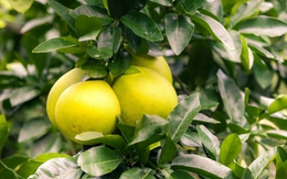 Bưởi sẽ trở thành "thuốc độc" cho gan, thận nếu kết hợp với những thứ này