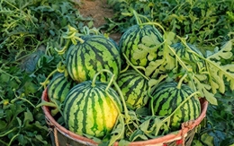 Nhờ lão nông trồng dưa hấu nhắc nhở, tôi vội "mách" lại cho người nhà, kể từ đó đều mua được loại ngon "10 quả như 1"