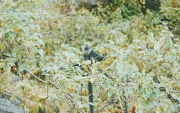 Việt Nam sở hữu “kho báu sống”: Quý hiếm bậc nhất thế giới, chuyên gia nước ngoài miệt mài săn tìm