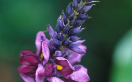 Loại cây mọc dại hóa “vàng trắng”, người Việt trồng thu tiền tỷ: Hé lộ loạt lợi ích không ngờ