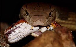 Loài rắn độc thông minh nhất có mặt ở Việt Nam không?