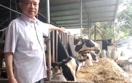 Lão nông thành tỷ phú bò sữa nhờ 'quyết định vàng'