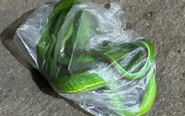 Bệnh nhân vào viện cấp cứu mang theo con rắn độc bọc trong túi nilon