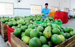 Sau Mỹ, Nhật, nay đến lượt Úc: Một loại quả Việt chinh phục thêm thị trường khó tính, người trồng thu tiền tỷ