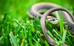 5 loài cây khiến rắn kinh sợ, thấy là lập tức bỏ đi: Dễ trồng, giá rẻ mà hiệu quả bất ngờ