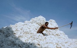 Xuất khẩu sang Trung Quốc trượt dốc, Mỹ tăng mạnh đưa một mặt hàng vào Việt Nam, giá cực rẻ